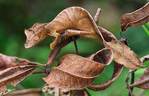 Camouflaged-Leaf